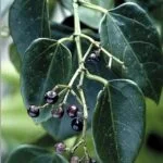 Cissus Repens Leafs Green