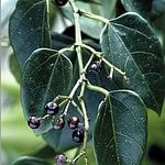 Cissus Repens Leafs Green