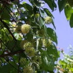 Organic Cat's Claw Extract Powder Uncaria