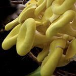 Pleurotus citrinopileatus mushroom