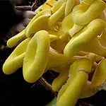 Pleurotus citrinopileatus mushroom