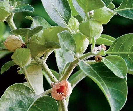 Ashwagandha Root Extract: 100g–1kg – Adaptogenic Energy & Balance Support