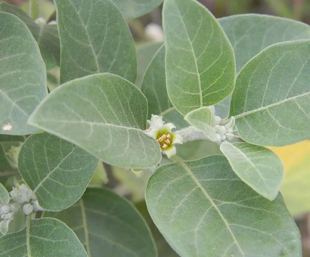 Ashwagandha Root Extract: 100g–1kg – Adaptogenic Energy & Balance Support