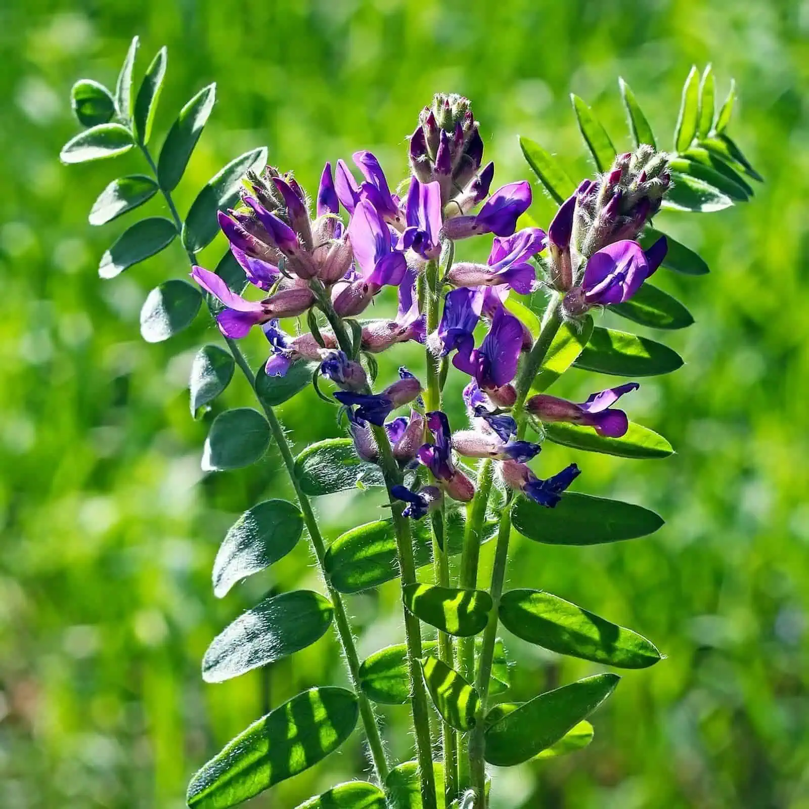 Premium Cycloastragenol Powder: 100gā1kg ā Cellular & Healthy Aging Support