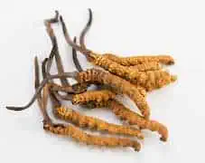 Organic Cordyceps Extract: 100g-1kg – Vitality & Athletic Performance