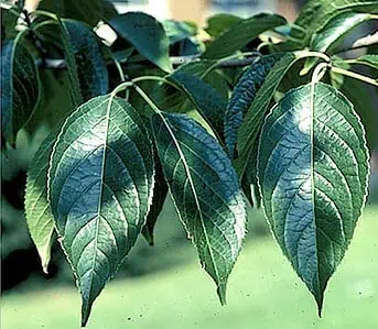 Eucommia Ulmoides Organic 500mg * 100 Caps – Bone & Joint Support