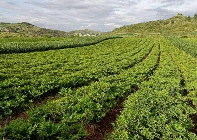 Organic Glucomannan Powder: 100g–1kg – Konjac Root, Weight & Digestion