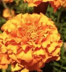 Tagetes erecta closeup marigold flowers