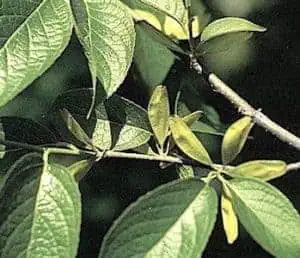 Eucommia Ulmoides Organic 500mg * 100 Caps – Bone & Joint Support