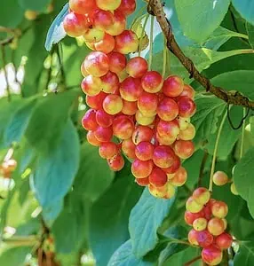 Organic Schisandra Berry Extract 500mg – 100 Caps – Energy & Liver Support