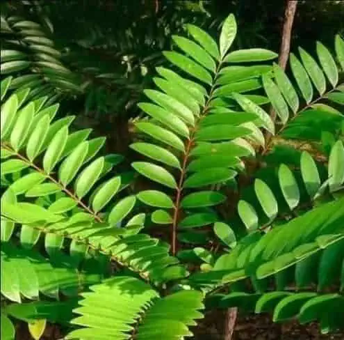 Organic Tongkat Ali Root Extract Powder