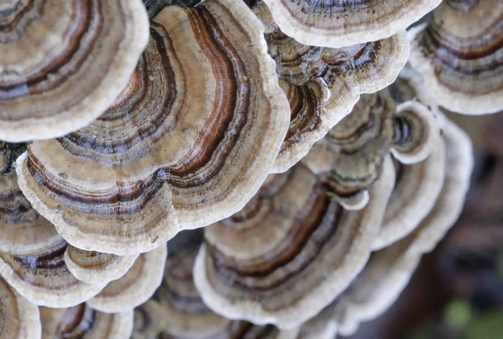 Organic Turkey Tail Mushroom Extract: 100g–1kg – Immune & Digestive Support