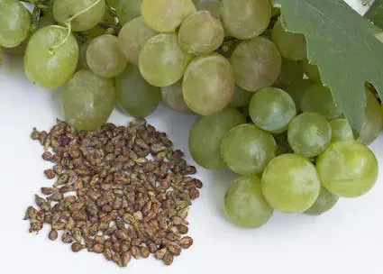 Organic Grape Seed Extract: 100g-1kg – 95% OPC Antioxidants