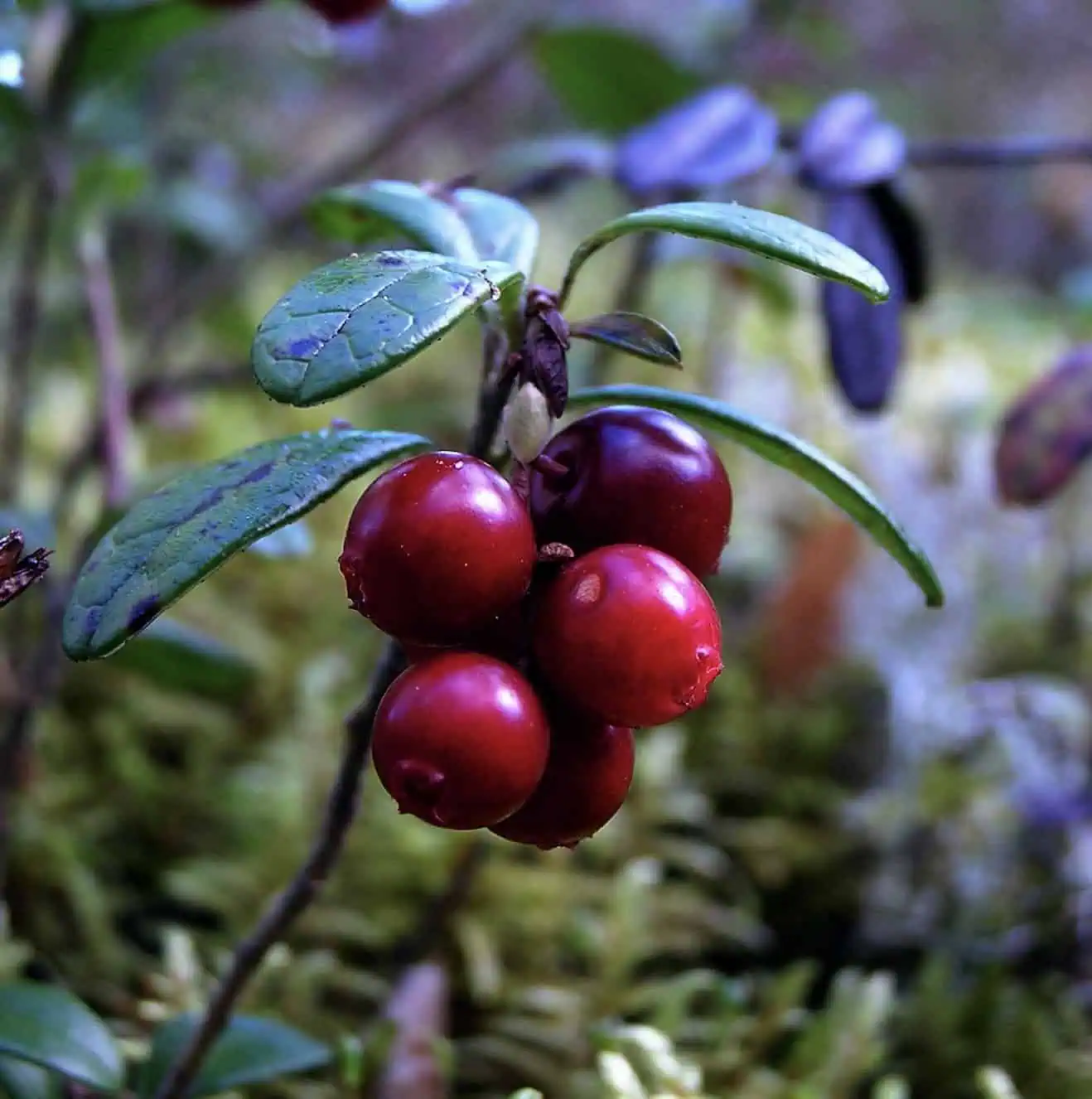 Organic Lingonberry Extract Powder: 100g–1kg – Urinary & Wellness Support