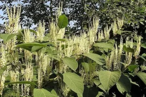Knotweed fallopia japonica Resveratrol