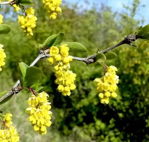 Premium Berberine HCL 98%