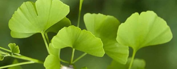 Ginkgo biloba leafs